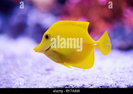Zebrasoma flavescens tang (jaune) dans un aquarium, captive, Allemagne Banque D'Images
