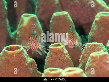 Soldats romains de la protection d'un château. Deux hawkfish Cirrhitichthys falco nain ) reposant sur les récifs coralliens de Bali, Indonésie Banque D'Images