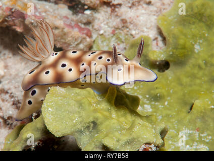 La Tryon hypselodoris nudibranch ( Hypselodoris tyroni ) ramper le long du plancher océanique de Bali, Indonesiaia Banque D'Images