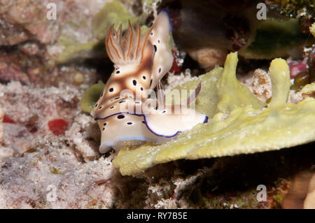 La Tryon hypselodoris nudibranch ( Hypselodoris tyroni ) ramper le long du plancher océanique de Bali, Indonesiaia Banque D'Images