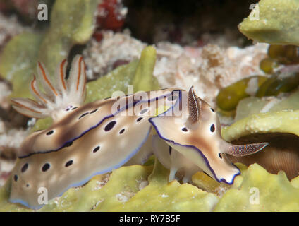 La Tryon hypselodoris nudibranch ( Hypselodoris tyroni ) ramper le long du plancher océanique de Bali, Indonesiaia Banque D'Images