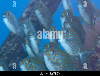 Or l'école de poisson lapin Siganus guttatus selle , plus de coraux de Raja Ampat Banque D'Images