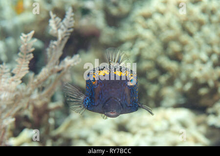 Ostracion meleagris Boxfish tachetée ( ) au cours de natation de coraux de Bali,l'Indonésie Banque D'Images