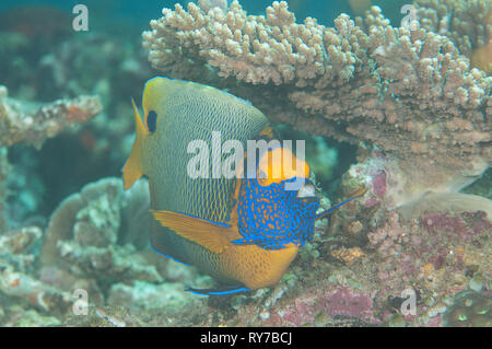 Yellowface Blueface ou poissons-anges ( Pomacanthus xanthometopon ) natation plus de coraux de Bali, Indonésie Banque D'Images