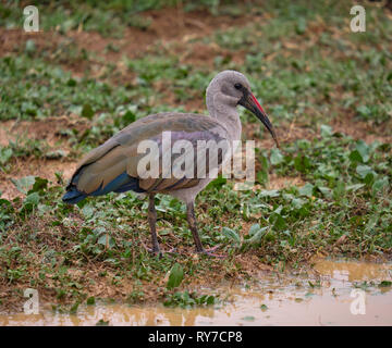 Hadeda Ibis Bostrychia hagedash (latin) sur le sol d'une flaque d'eau . Profil latéral Banque D'Images