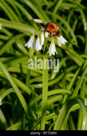 Trois coins de bois ou l'Ail - Allium triquetrum avec Bee Banque D'Images