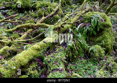 Moss couverts d'arbres morts et des roches dans les forêts anciennes Ebbor Gorge, collines de Mendip, Somerset, UK Banque D'Images
