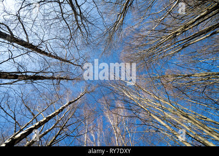 Forêt vierge Urwald Sababurg, Warburg, Weser Uplands, Thuringe, Hesse, Allemagne Banque D'Images