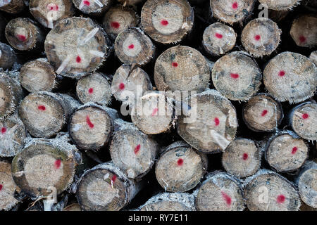 Après le cyclone de la foresterie, près de Friederike Oberweser, Weser Uplands, Thuringe, Hesse, Allemagne Banque D'Images