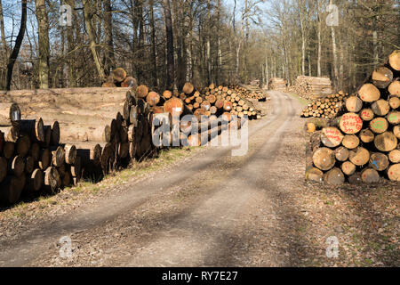 Après le cyclone de la foresterie, près de Friederike Oberweser, Weser Uplands, Thuringe, Hesse, Allemagne Banque D'Images