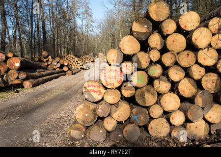 Après le cyclone de la foresterie, près de Friederike Oberweser, Weser Uplands, Thuringe, Hesse, Allemagne Banque D'Images