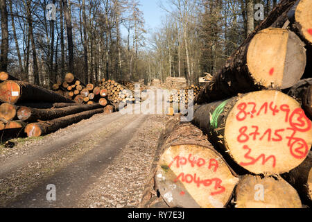 Après le cyclone de la foresterie, près de Friederike Oberweser, Weser Uplands, Thuringe, Hesse, Allemagne Banque D'Images