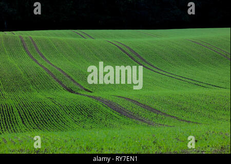 Formé par les collines, Schleswig-Holstein, Allemagne, Europe Banque D'Images