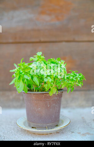 Belle fleur debout dans les pots de fleurs Banque D'Images