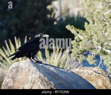 Un Grand Corbeau (Corvus corax) est perché sur un rocher dans le parc national Joshua Tree, en Californie. Banque D'Images