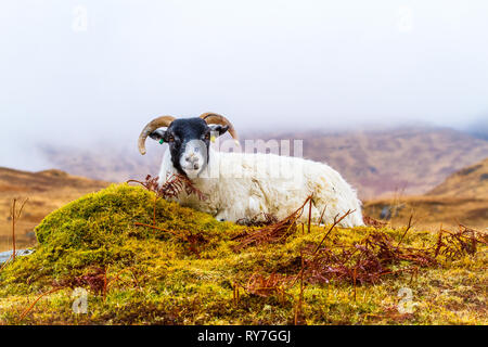 Scottish Blackface (brebis brebis) assis sur la colline couverte de mousse verte, Misty en temps de pluie. Paysage, à l'horizontale. Banque D'Images