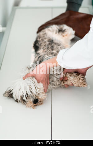 Yorkshire Terrier en clinique pour les check-up Banque D'Images