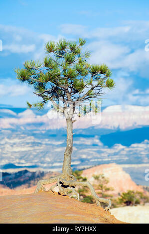 Lone Pine Tree sur le bord de Bryce Canyon, Utah, USA. Banque D'Images