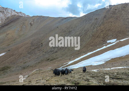 Tash Rabat Paysage avec des sommets enneigés de montagnes trop Bashy au troupeau de yack Banque D'Images