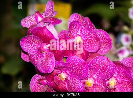 Orchid-Tree Vanda grande racine de l'Air Suspension Orchidée Live avec guide en croissance (rose) : Amazon.de : Jardin et plein air.. Banque D'Images