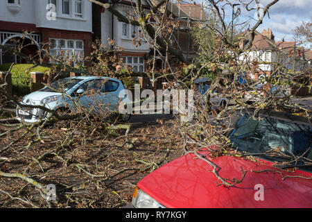 À la suite de fortes rafales de vents dans le sud de Londres, une voiture a été écrasée par le tronc d'un arbre sur le Peuplier Road, Herne Hill SE24 - la responsabilité de Lambeth council, le 10 mars 2019, à Londres, en Angleterre. Banque D'Images