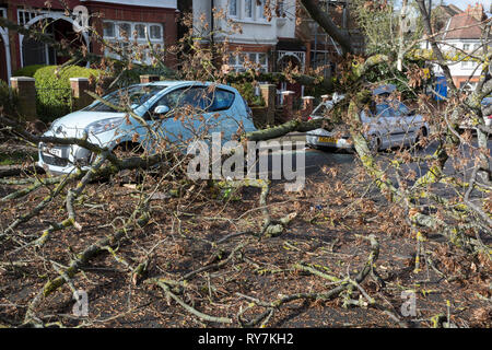 À la suite de fortes rafales de vents dans le sud de Londres, une voiture a été écrasée par le tronc d'un arbre sur le Peuplier Road, Herne Hill SE24 - la responsabilité de Lambeth council, le 10 mars 2019, à Londres, en Angleterre. Banque D'Images