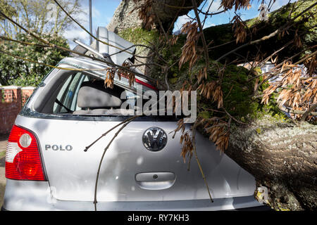 À la suite de fortes rafales de vents dans le sud de Londres, une voiture a été écrasée par le tronc d'un arbre sur le Peuplier Road, Herne Hill SE24 - la responsabilité de Lambeth council, le 10 mars 2019, à Londres, en Angleterre. Banque D'Images