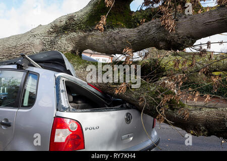 À la suite de fortes rafales de vents dans le sud de Londres, une voiture a été écrasée par le tronc d'un arbre sur le Peuplier Road, Herne Hill SE24 - la responsabilité de Lambeth council, le 10 mars 2019, à Londres, en Angleterre. Banque D'Images