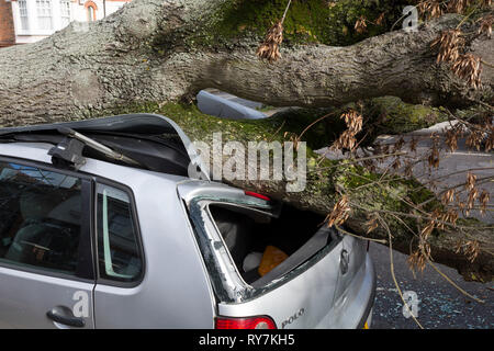 À la suite de fortes rafales de vents dans le sud de Londres, une voiture a été écrasée par le tronc d'un arbre sur le Peuplier Road, Herne Hill SE24 - la responsabilité de Lambeth council, le 10 mars 2019, à Londres, en Angleterre. Banque D'Images