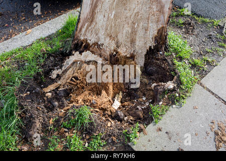 À la suite de fortes rafales de vents dans le sud de Londres, une voiture a été écrasée par le tronc d'un arbre sur le Peuplier Road, Herne Hill SE24 - la responsabilité de Lambeth council, le 10 mars 2019, à Londres, en Angleterre. Banque D'Images