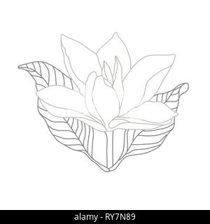 Magnolia ligne monochrome blanc sur l'illustration. Logo Design Fleurs Illustration de Vecteur