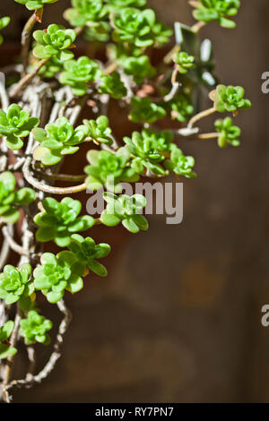 Gros plan sur les succulentes pendaison mur arrière-plan. Banque D'Images