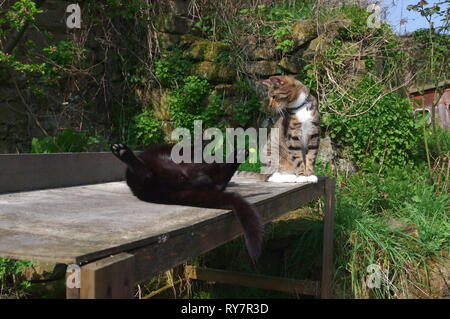 Deux chats jouant sur table de jardin Banque D'Images