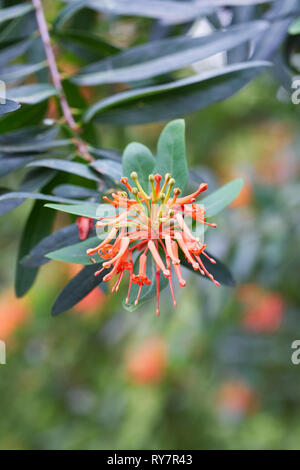 Embothrium coccineum fleurs. Banque D'Images