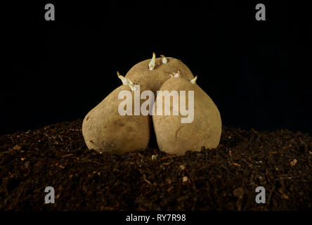 Les plants de pommes de terre King Edward chitted prêts pour la plantation. Banque D'Images