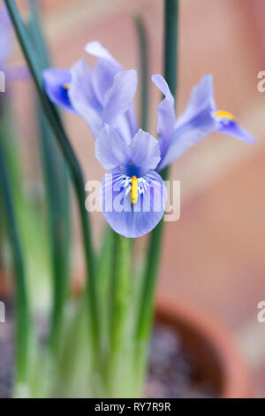 Iris reticulata 'Alida' fleurit à la fin de l'hiver qui se développe dans un pot teracotta. Banque D'Images