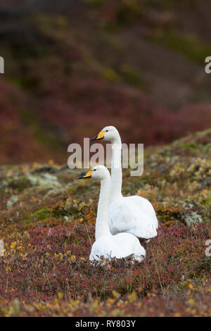 Singschwan, Sing-Schwan, Schwan, Cygnus cygnus, cygne chanteur, le cygne chanteur, le cygne sauvage Banque D'Images