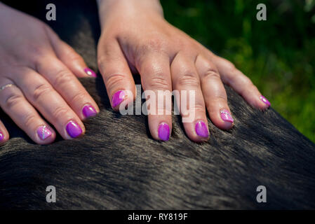 Des mains humaines faisant massage chien Banque D'Images