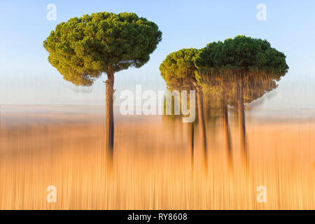 Paysage de quelques arbres verts sur champ d'or dans la vallée pittoresque avec effet de flou, Espagne Banque D'Images