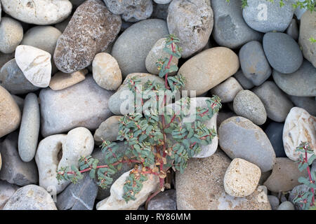 L'euphorbe ésule (Euphorbia peplis violet) Banque D'Images