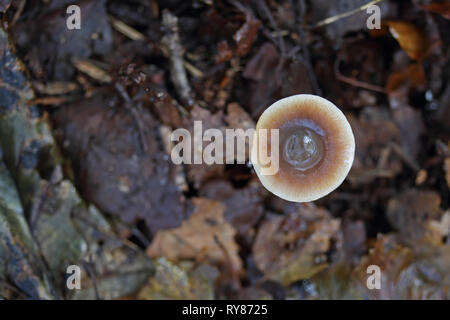 Hebeloma mesophaeum (Poisonpie voilée var. mesophaeum) Banque D'Images