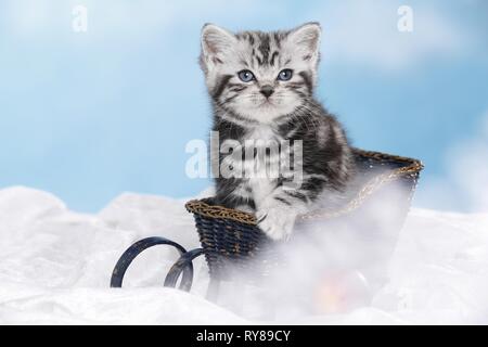 Chaton British Shorthair Banque D'Images