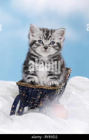 Chaton British Shorthair Banque D'Images