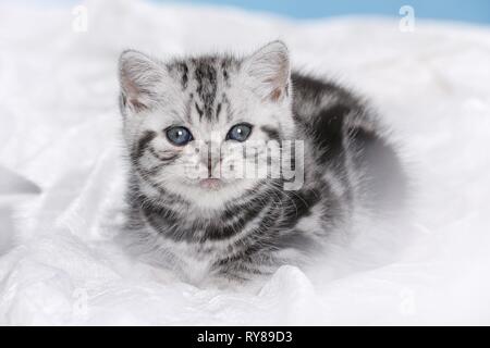 Chaton British Shorthair Banque D'Images