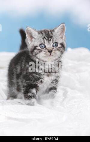 Chaton British Shorthair Banque D'Images