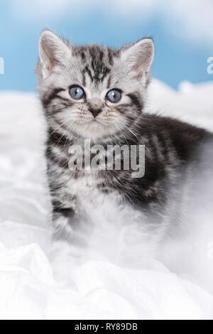 Chaton British Shorthair Banque D'Images