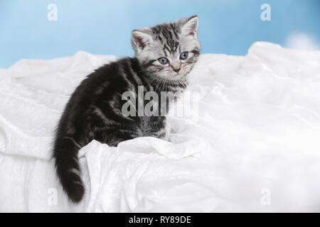 Chaton British Shorthair Banque D'Images