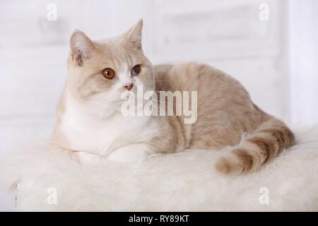 British Shorthair Kater Banque D'Images