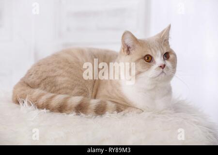 British Shorthair Kater Banque D'Images