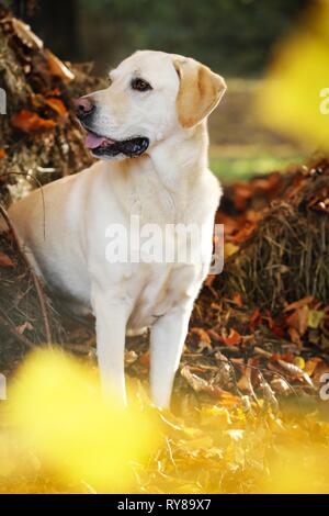 Labrador Retriever assis Banque D'Images